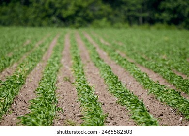 日本人成不卡在线观看免费